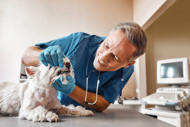 Best 24-Hour Emergency Dentist in Wyndham, VA